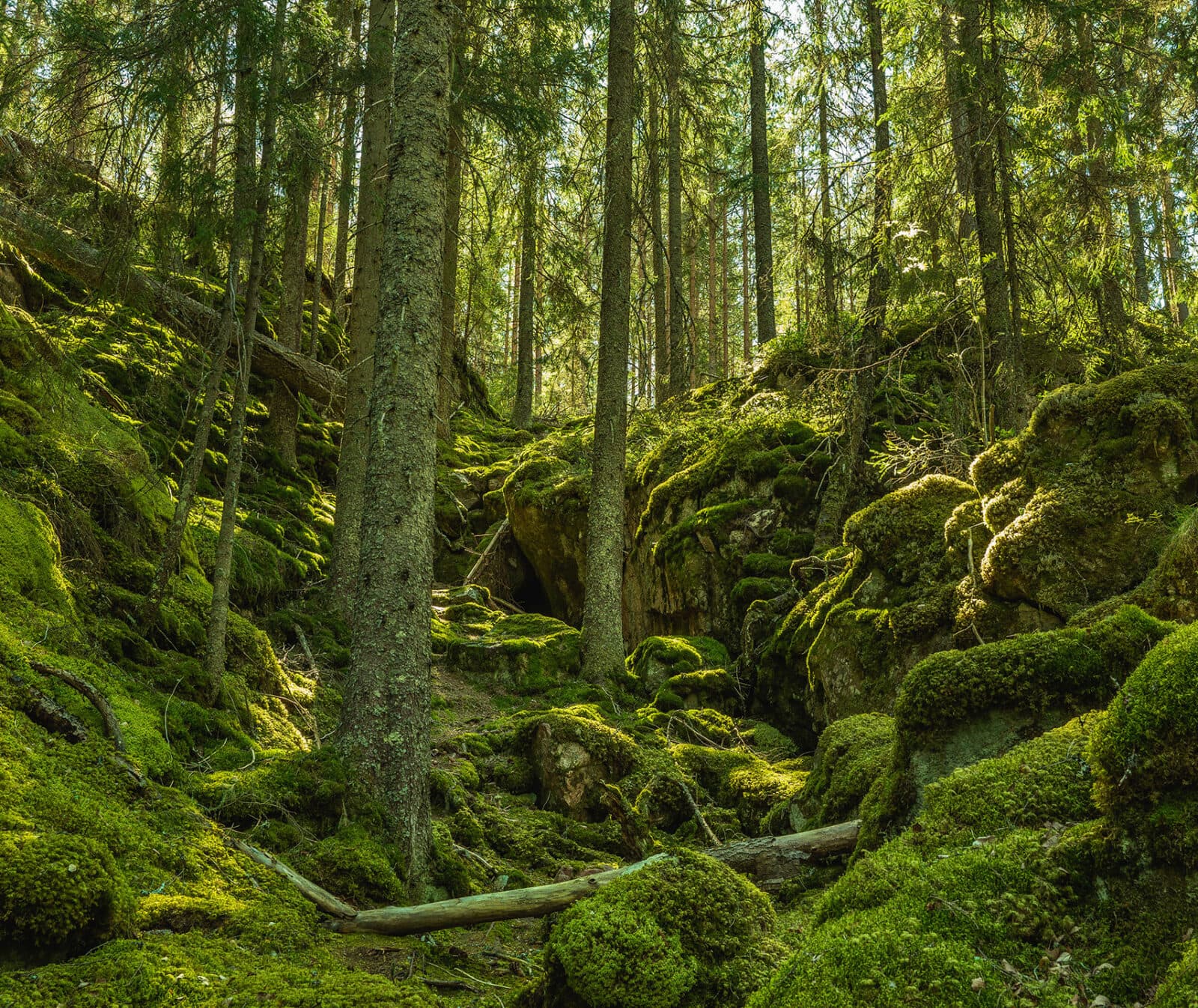 Wild grown forest up a moss covered mountainside in Sweden