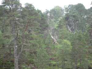 Caledonian pine forest med Scots pine, alltså skotsk tallskog med den tall vi känner från våra skogar