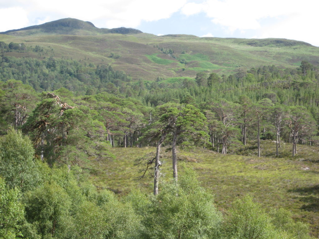 En skotsk del av barrskogsbältet