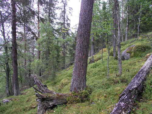 Gåbde, Arvidsjaur. Foto Olli Manninen