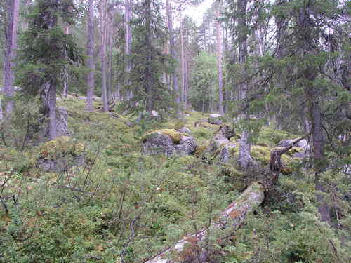 Gåbde vid Arvidsjaur. Foto Olli Manninen