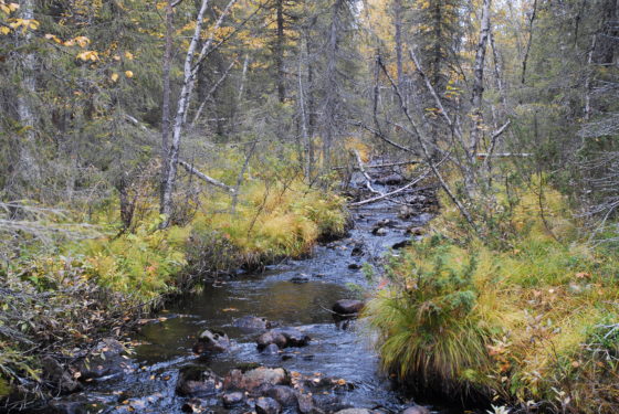 Svartberget