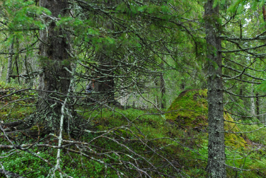 Bild 3. Granurskogen.