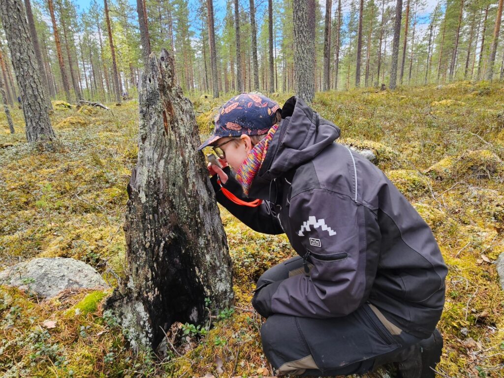 Person studerar träd