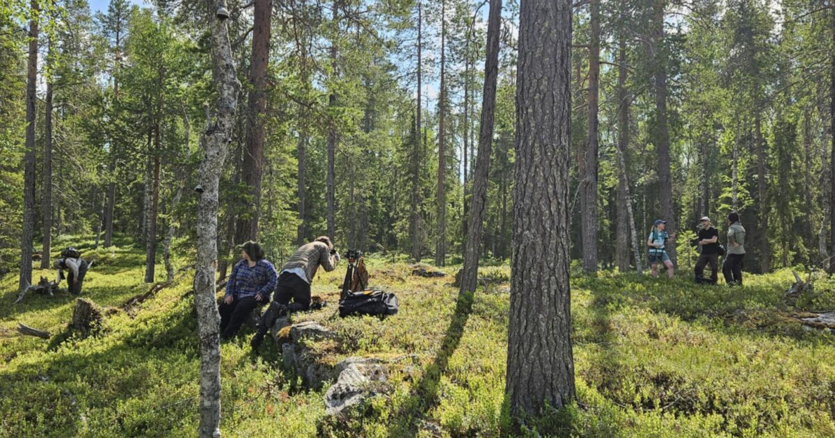 Människor inventerar i en skog, solen lyser genom träden