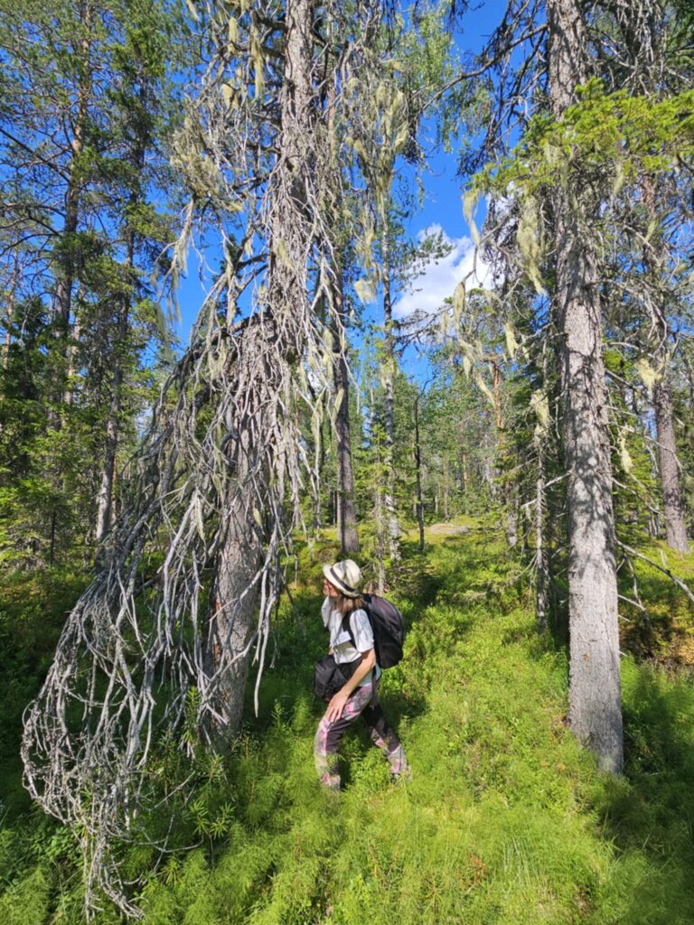 Kvinna inventerar skog, tittar närmare på ett träd.
